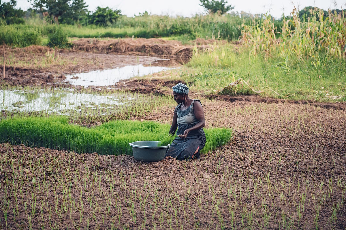 Rice Virus Crisis: Deadly Spread Across Africa Threatens Food Security
