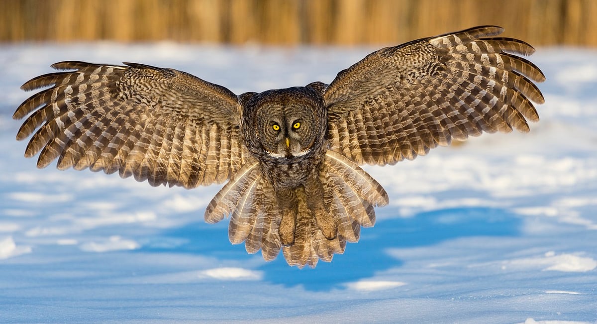 Owl-Inspired Aerogel: Silent Tech Revolution in Noise Pollution Control