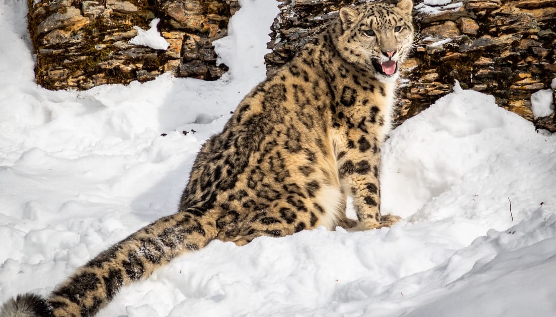 Stanford Study: Low Genetic Diversity Threatens Snow Leopards' Future