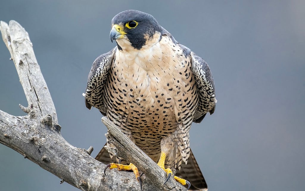 Conservation Challenges: National Parks' Impact on Ecosystem Interactions