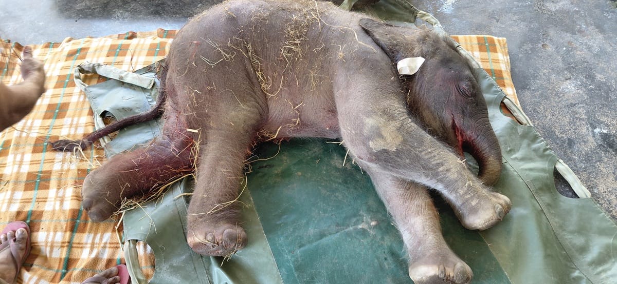 Tragedy in Assam: Rajdhani Express Kills Seven Elephants in Kampur