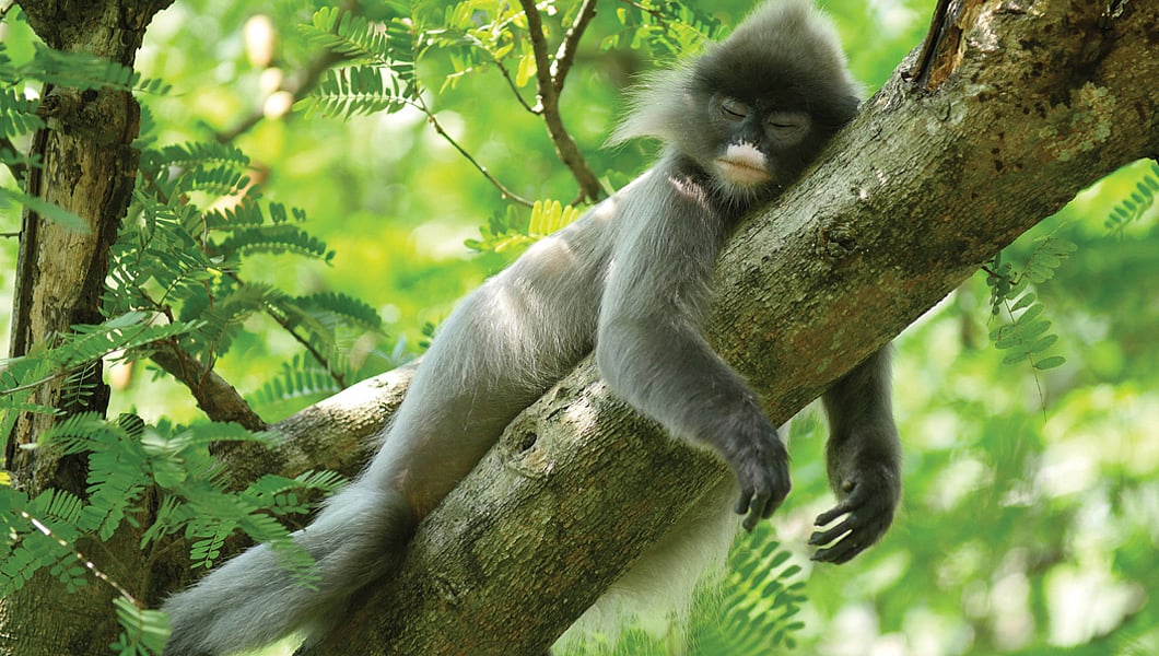 Discover the Endangered Phayre’s Langur: Northeast India's Bespectacled ...