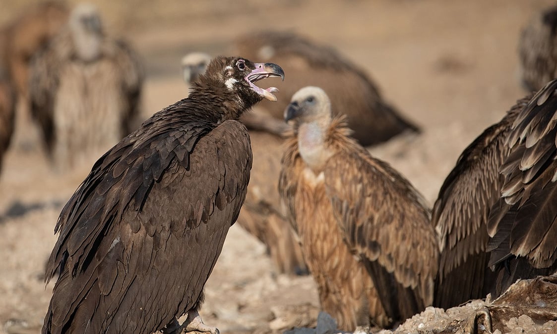 https://gumlet.assettype.com/downtoearth/2026-01-15/96kc7273/Jaisalmer-Vultures-1.jpg?auto=format%2Ccompress&enlarge=true&fit=max&h=675&w=1200