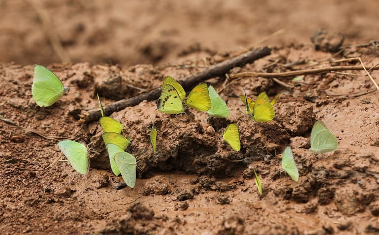 Discover the Surprising 'Dirty' Side of Butterflies: Mud-Puddling Explained