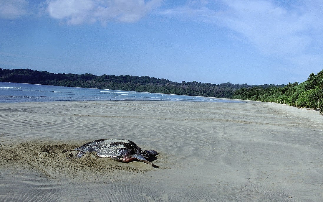 Highlights from the issue 10 In fragile ecosystems like Great Nicobar, constitutional wisdom lies in ensuring that transformation is ecologically sustainable, socially just