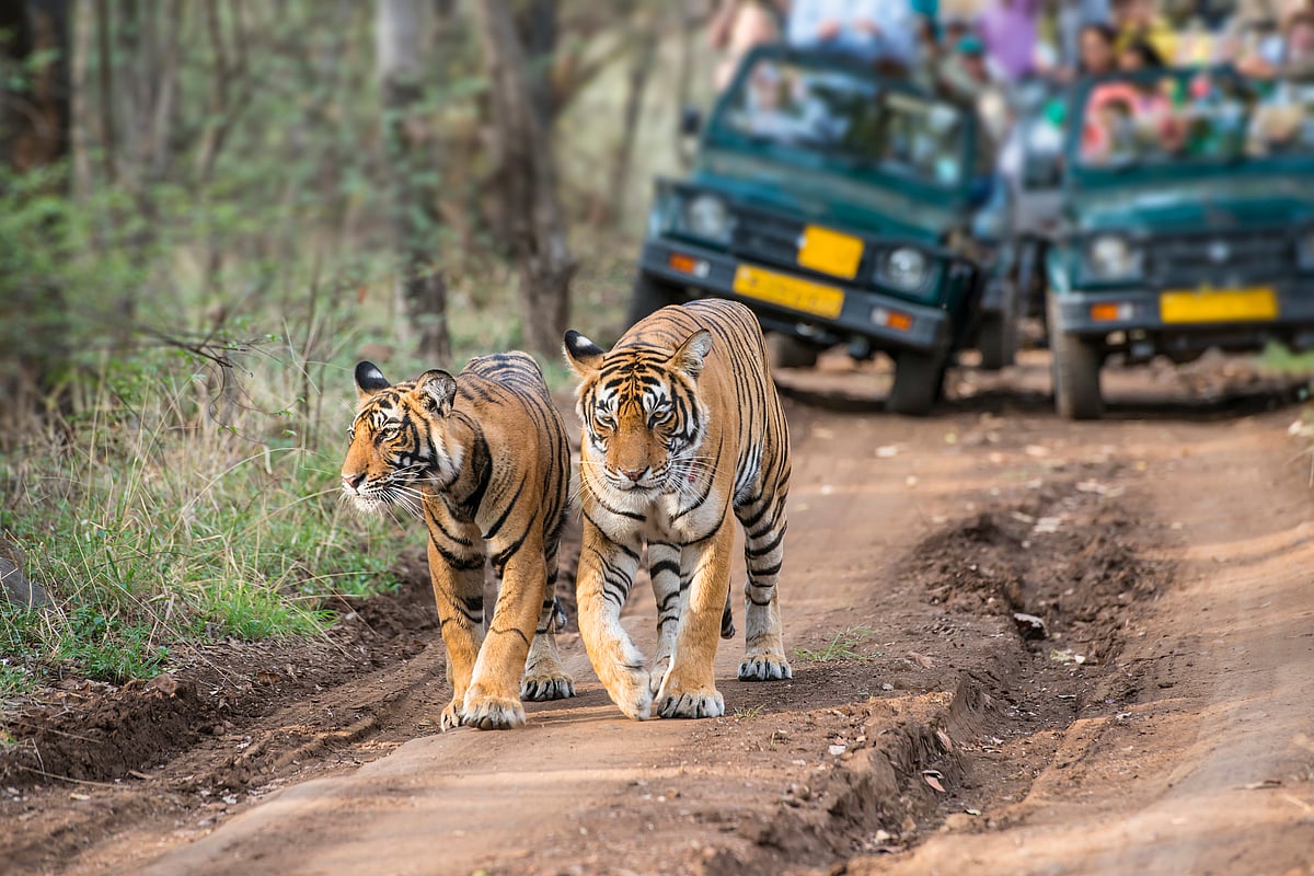 India submits 7th biodiversity report, but will it meet its 2030 targets?