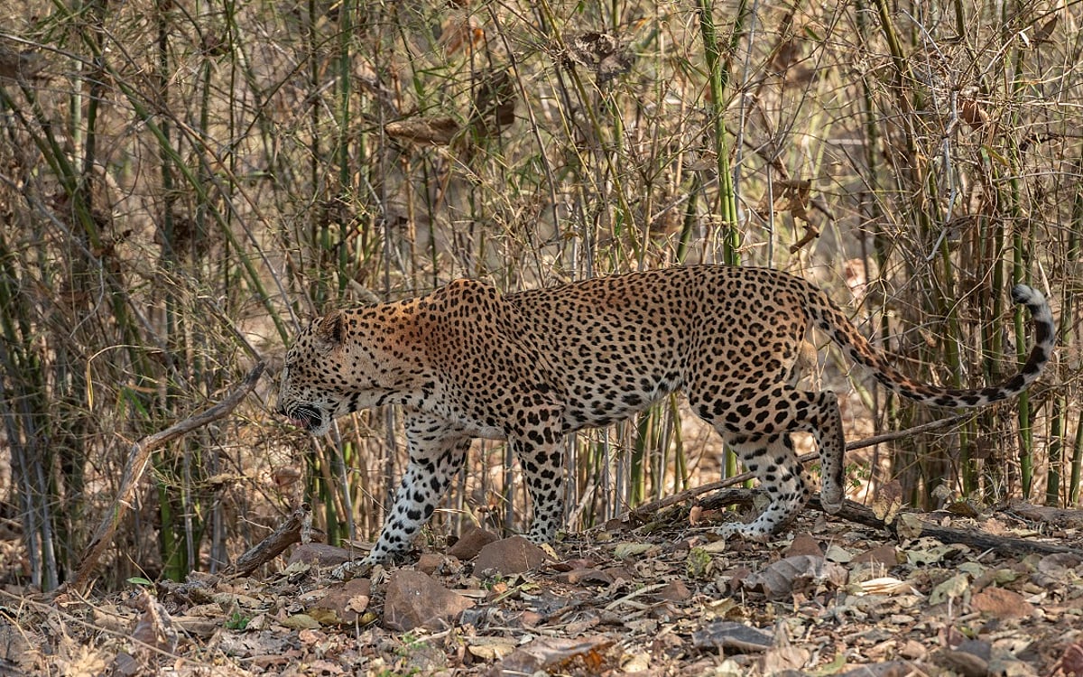 Leopard In A R Maharashtra's Leopard Reclassification Sparks Conservation Concerns