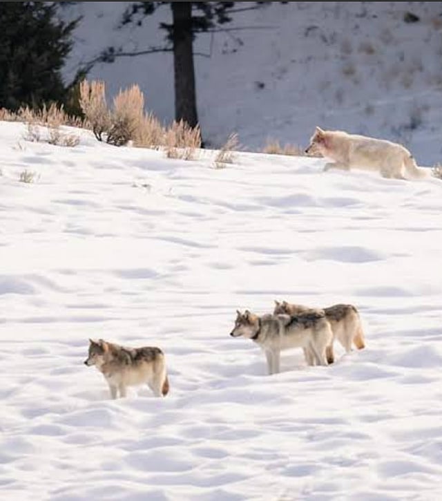 The Return of Yellowstone's Wolves: A Conservation Triumph