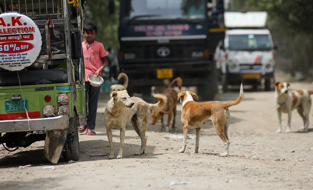 Dog feeding, Delhi style 2 Dog feeding, Delhi style