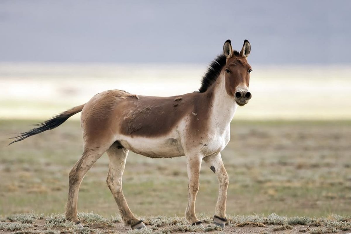The Development Donkey World Donkey Day 2024: Overtourism, feral dogs, conflict with herders ...