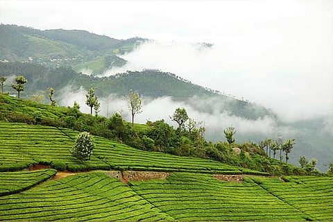 Tourists will be allowed entry only from 10 am to 3 pm in all spots in the Nilgiris