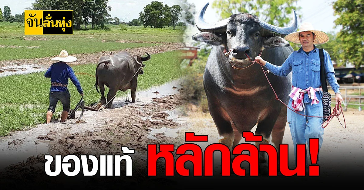 เกษตรกร พิษณุโลก อนุรักษ์ ควายไทย พร้อมขาย รายได้ดี