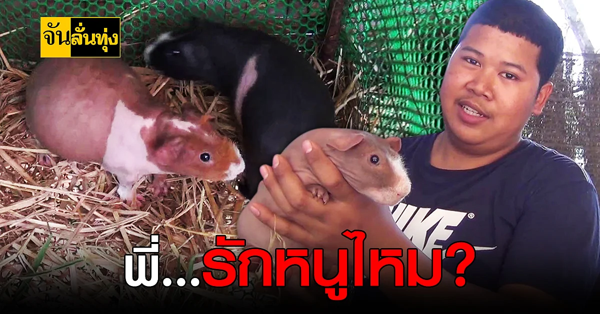 หนุ่ม อุทัยธานี เปิดฟาร์ม ขาย หนูฮิปโปแคระ
