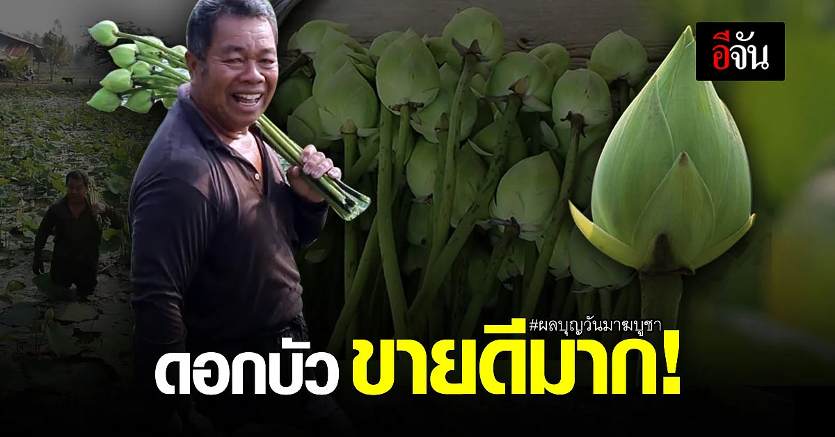 เกษตรกรนาบัวยิ้มออก ผลบุญวันมาฆบูชา ขายดอกบัวได้วันละ 2,000 บาท
