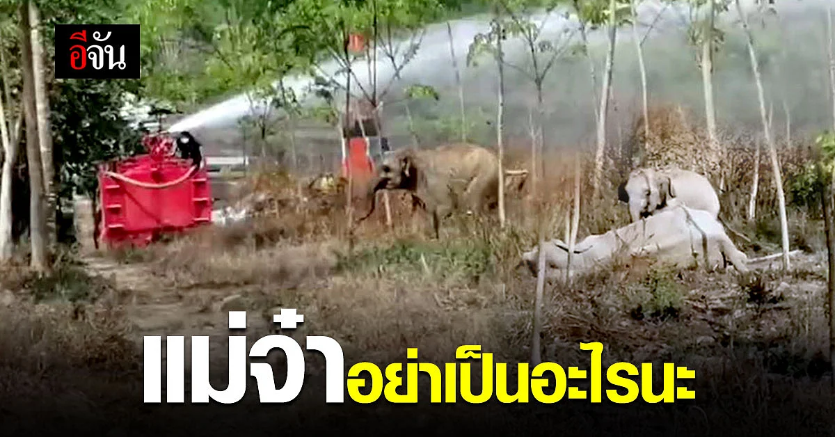 เอ็นดู ลูกช้าง ยืนเฝ้า แม่ช้าง ไม่ห่าง หลังล้มป่วย