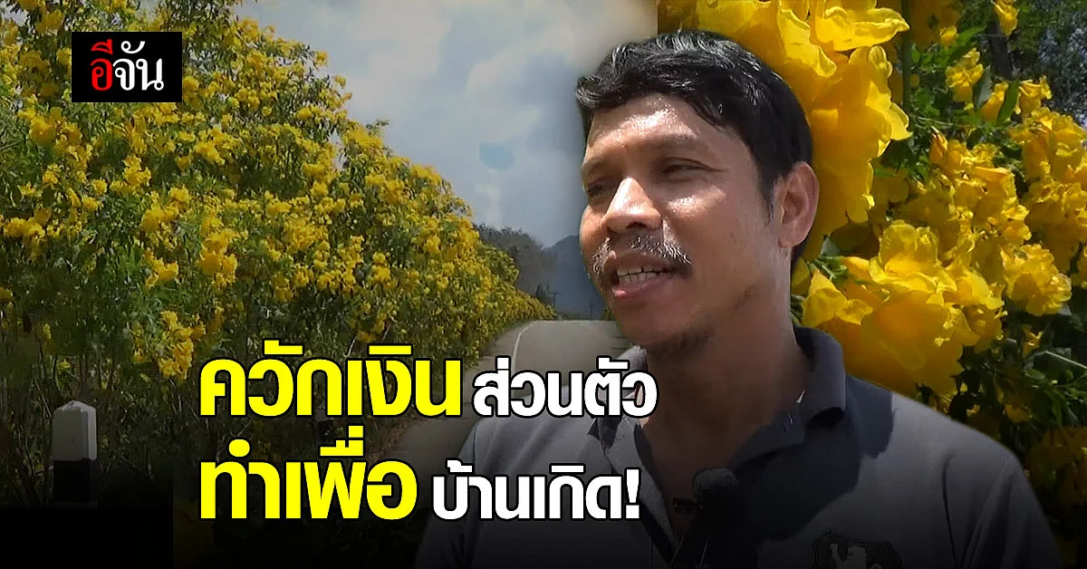 หนุ่มใหญ่เมืองตรัง ควักเงินปลูกต้นทองอุไร สองข้างทางบ้านเกิด 2 ปี ดอกบานสะพรั่ง