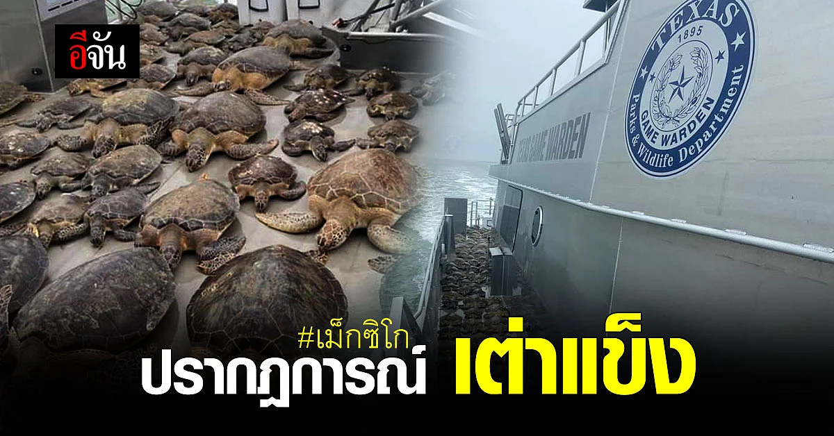 รัฐเท็กซัส เม็กซิโก เกิดปรากฎการณ์ เต่าแข็ง ในทะเล