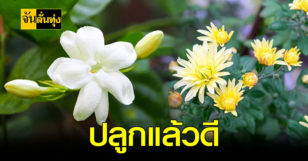 7 ดอกไม้มงคล ความหมายดี และ เป็นสิริมงคล