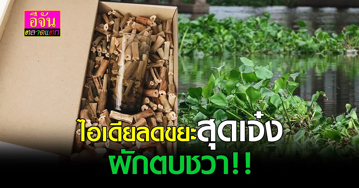ผักตบชวา กันกระแทก วัสดุทดแทนที่ทนทาน