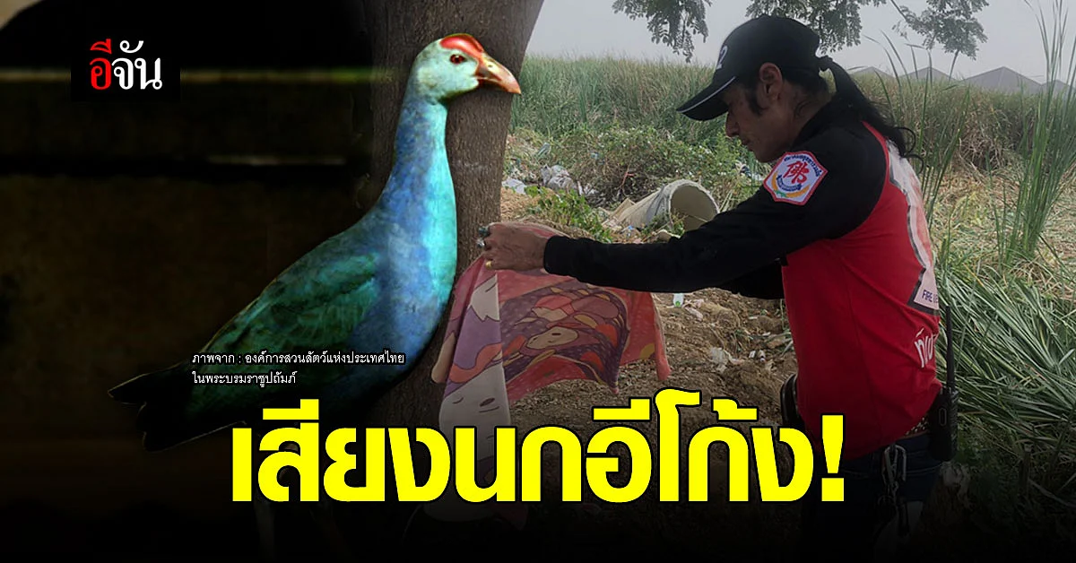 ตำรวจ - กู้ภัย ยันชัด เสียงนกอีโก้งร้อง ไม่ใช่เด็ก