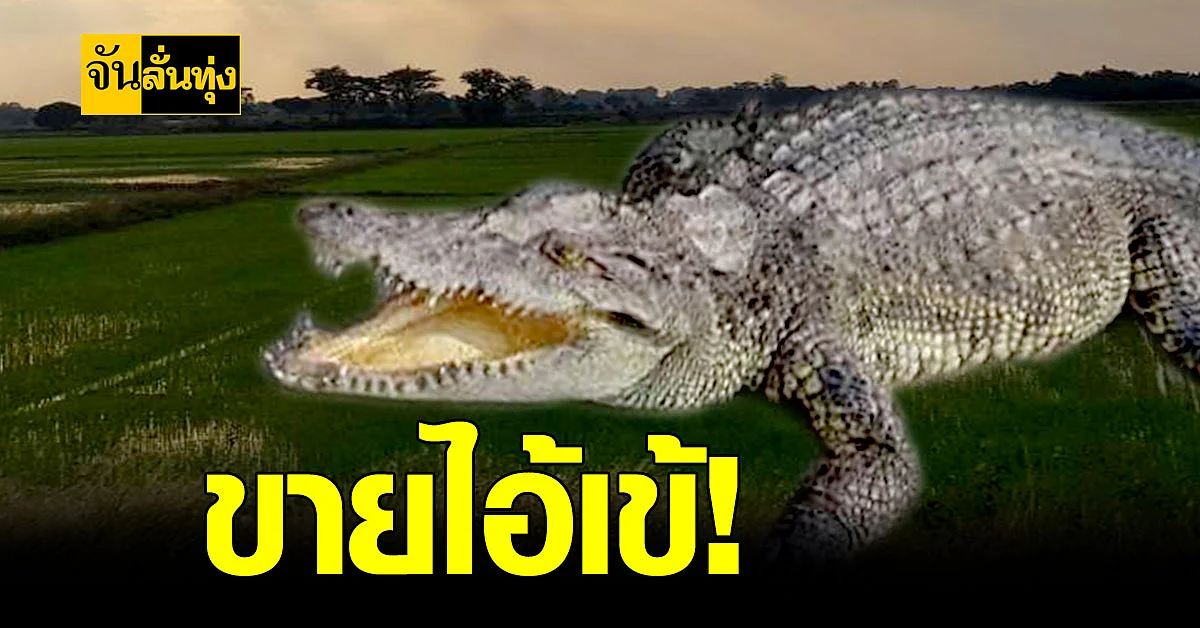 นักธุรกิจหนุ่มพิษณุโลก เลี้ยงจระเข้ สร้างรายได้