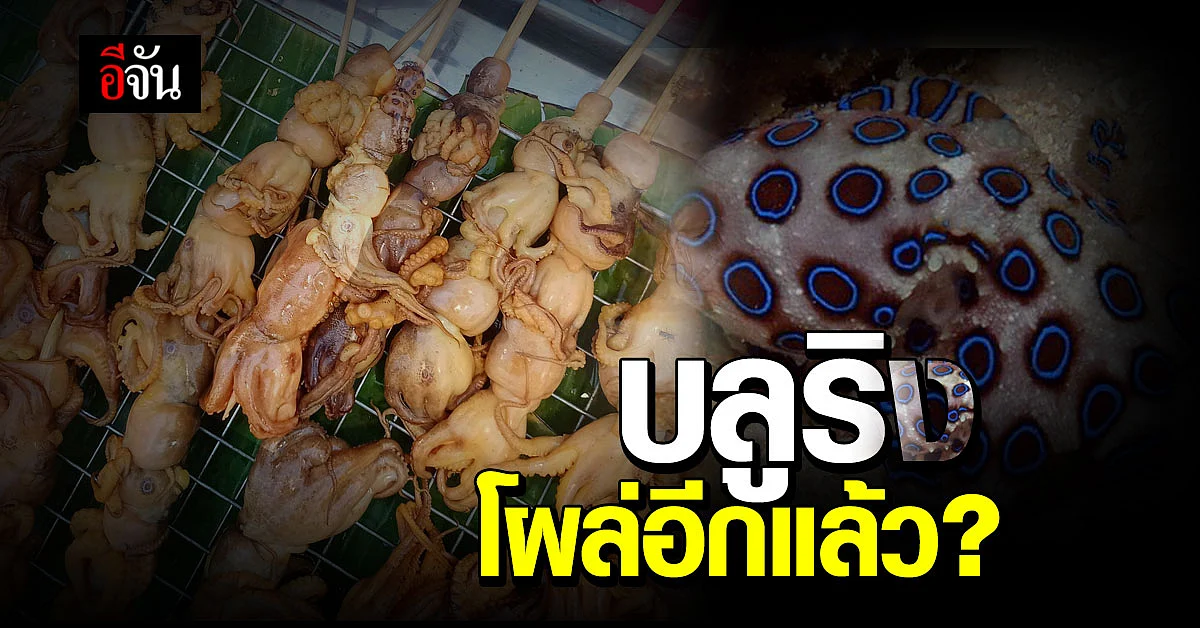มาอีกแล้ว หนุ่มสงสัย เจอหมึกบลูริง เสียบไม้ย่างขาย ผู้รู้เตือนอันตรายถึงตาย
