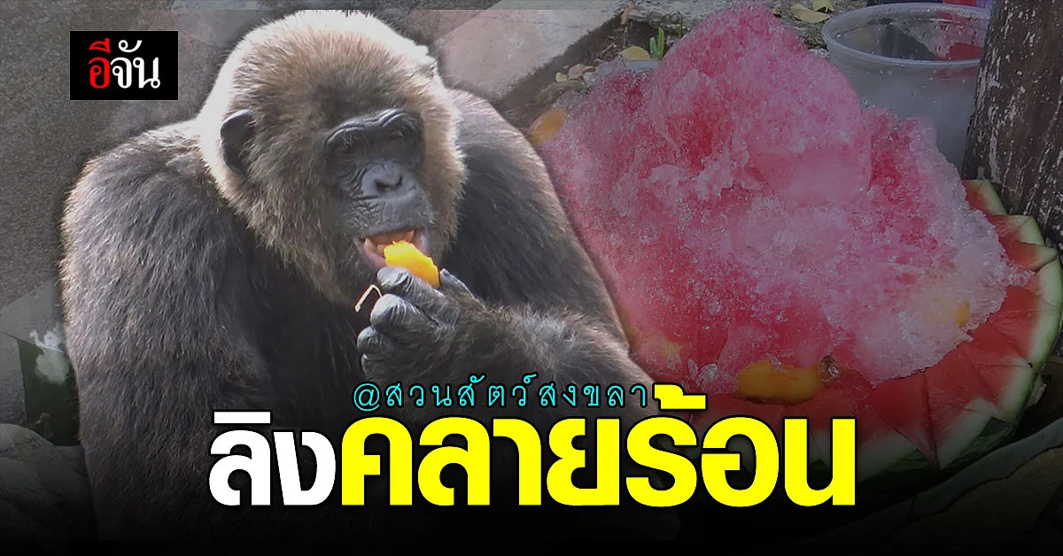 สวนสัตว์สงขลา ทำ บิงซูผลไม้ คลายร้อนให้เจ้าจ๋อ