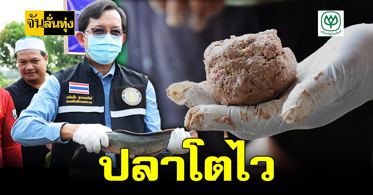 สูตรอาหาร เลี้ยงปลาดุก ลดต้นทุนเกษตรกร