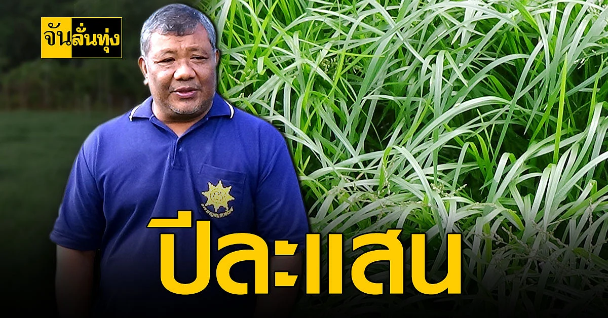 เกษตรกรตรัง ปลูกหญ้าเลี้ยงสัตว์ สร้างรายได้หลักแสน
