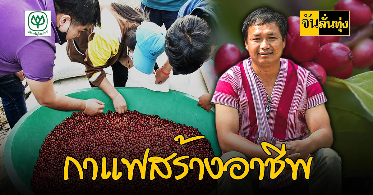 เมล็ดแรกแห่งความภูมิใจ กาแฟเชอรี่ ของดีที่บ้านกองกาย เชียงใหม่