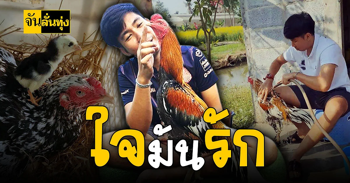 หนุ่มนิเทศโฆษณา ใช้เวลาว่าง เลี้ยงไก่ชนสวยงาม สร้างรายได้