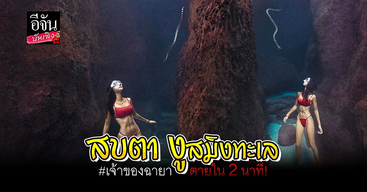 นท พนายางกูร อวดภาพดำน้ำเหยียบท้องทะเล พร้อมแขกที่ไม่ได้รับเชิญ