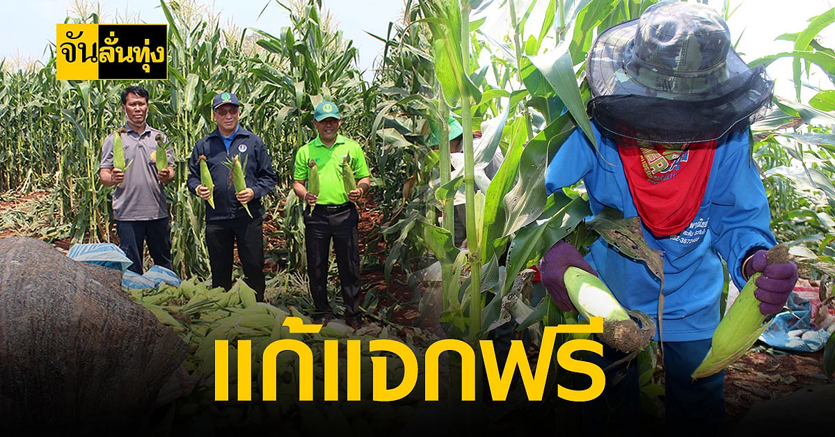 เร่งแก้ปัญหา ราคาข้าวโพดหวาน ตกต่ำที่สุดในรอบ 10 ปี!