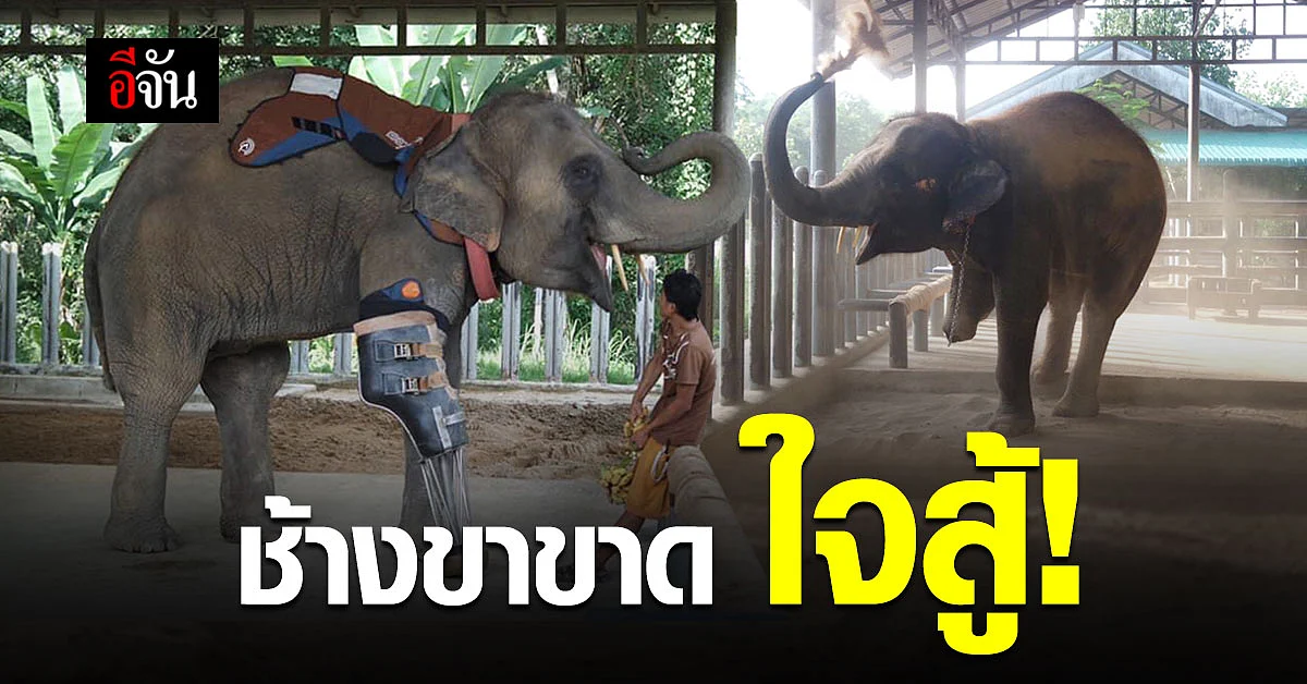 อัปเดตชีวิต! พังโม่ชะ ช้างไทยใส่ขาเทียม เชือกแรกของโลก