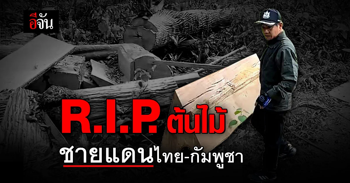 สำนึกคน อยู่ใต้อำนาจเงิน? ชายแดนไทย กัมพูชา ต้นไม้ ถูกโค่นเกือบ 100 ต้น... เห็นแล้วสลด