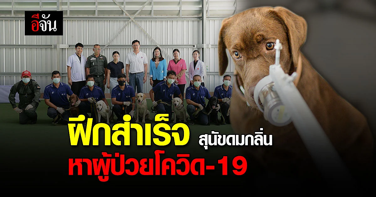 เชฟรอน จับมือ จุฬาฯ วิจัยสำเร็จ ฝึกสุนัขดมกลิ่นหาผู้ป่วยโควิด แม่น 94.8%