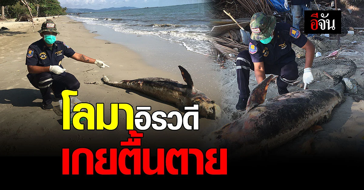 สุดเศร้า! โลมาอิรวดี เกยตื้นตาย ชายหาดบ้านเจ๊กลัก จังหวัดตราด ไม่ทราบสาเหตุ