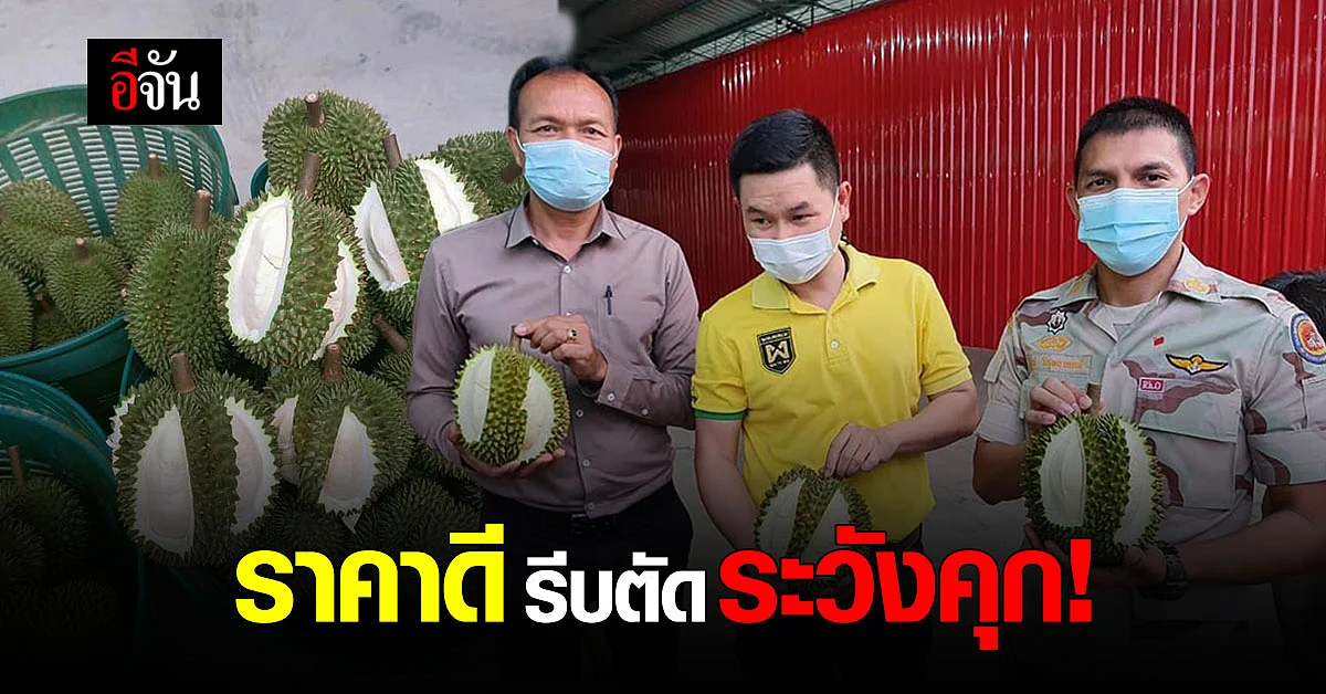 ชุดปฏิบัติการเฉพาะกิจ แก้ไขปัญหาทุเรียนอ่อน จันทบุรี ปราบล้ง ขายทุเรียนอ่อน เตือนผิดกฎหมาย