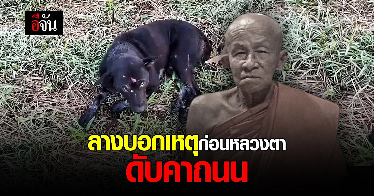 ลางบอกเหตุ ก่อนหลวงตา ถูกรถชนพร้อม หมาแสนรัก