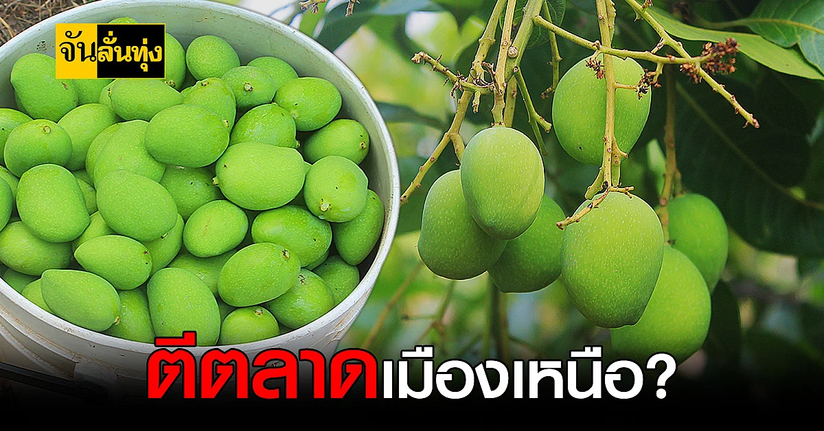 แม่เฒ่าพะเยา เอาใจสายเปรี้ยวปลูก มะม่วงเบา ขายดิบขายดีมีเงินใช้หนี้