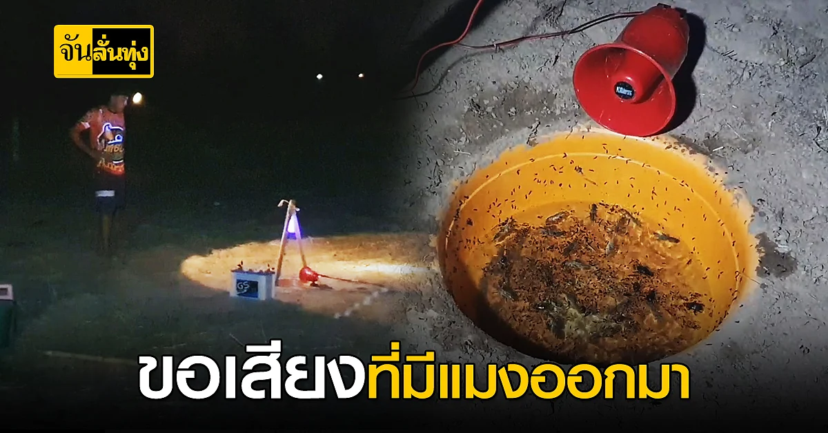 ชาวบ้านโคราช ใช้ เสียงล่อแมงจีซอน