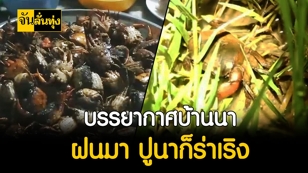 ชาวนาโคราชแฮปปี้ ฝนตกหนักแบบนี้เก็บ ปูนา ขายได้ตันละแสน