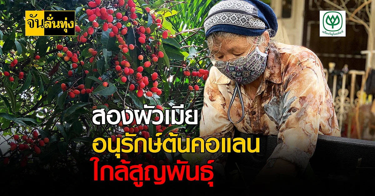 ชาวบ้านตราด อนุรักษ์ต้น คอแลน ผลไม้ป่าหายาก