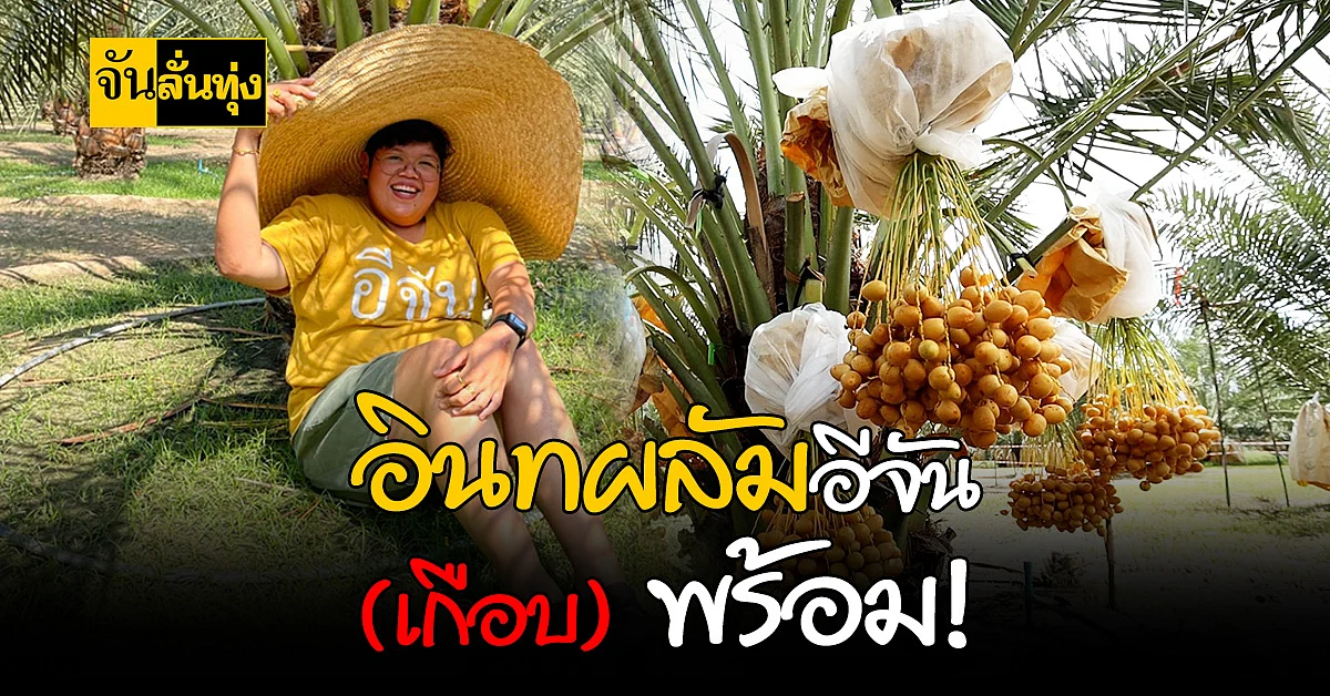 ใกล้แล้วจ้า อินทผลัม ที่อีจัน ใกล้ได้กินแล้ว