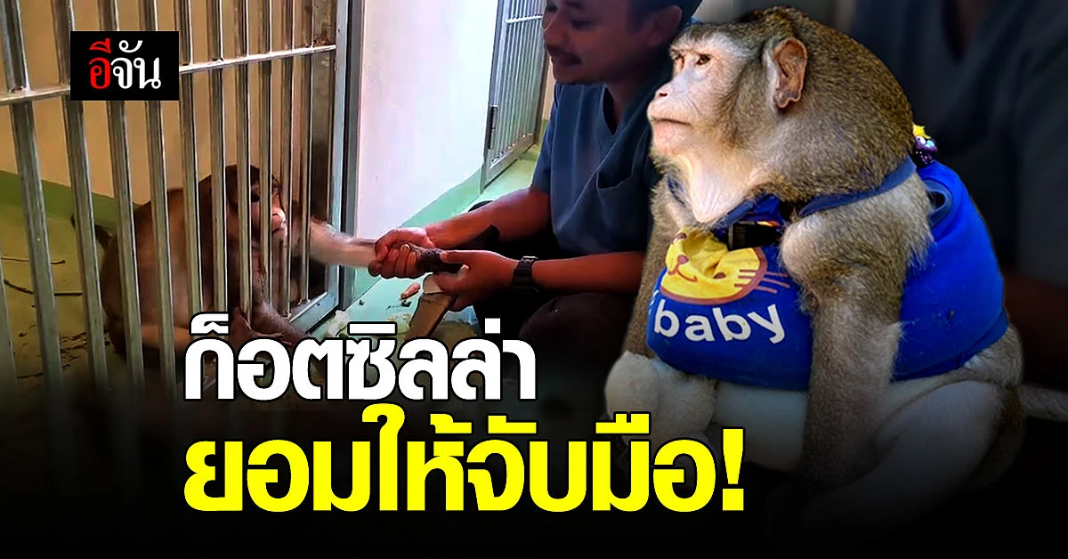 น้ำหนักลงแน่! ลิงก็อตซิลล่า เริ่มไว้ใจสัตวบาล ยอมให้จับมือ