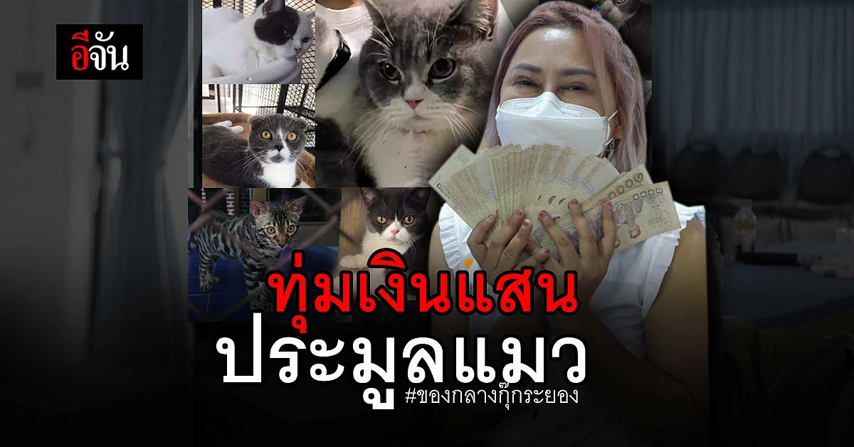 เพจ ทูนหัวของบ่าว ทุ่มเงินแสน ประมูล น้องแมว ของกลาง คดีกุ๊กระยอง