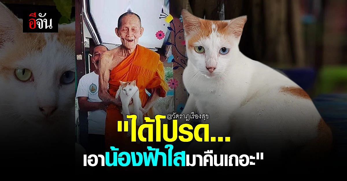 แมวหาย 8 วัน ยังไม่เจอ! เจ้าฟ้าใส แมวสวย ตา 2 สี หลวงปู่ฮก วัดราฎเรืองสุข ชลบุรี