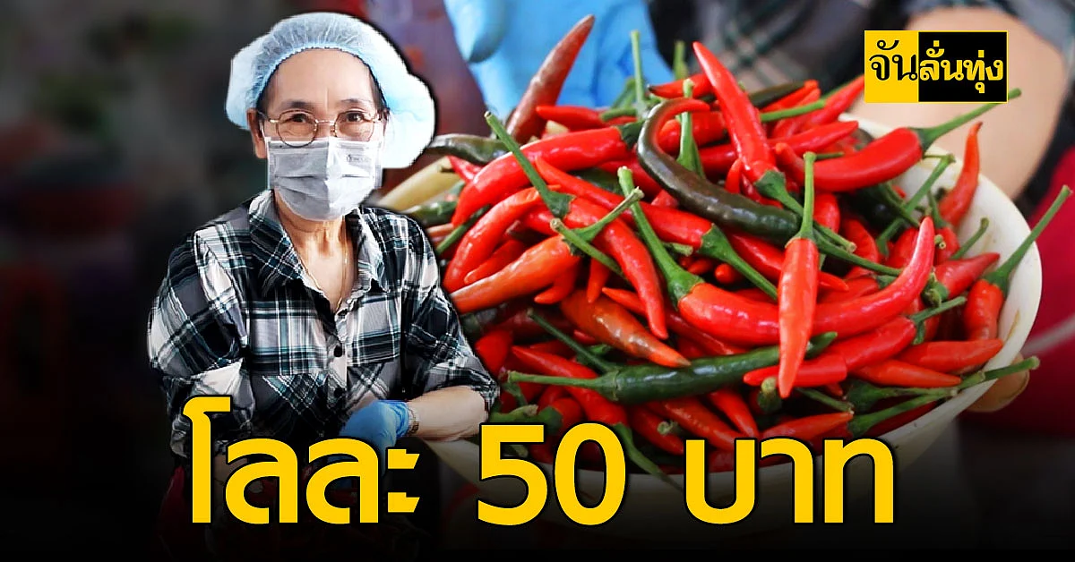 ราคาพริกวันนี้ ที่ขอนแก่น ลดลงเหลือกก.ละ 50 บาท