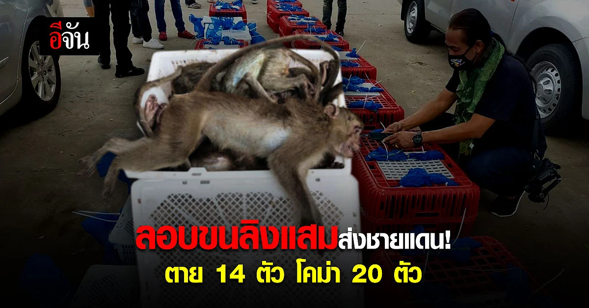 ตำรวจ สภ.ศรีมหาโพธิ ตรวจค้นรถต้องสงสัย เจอ ลิงแสม 102 ตัว! เตรียมส่งชายแดนสระแก้ว