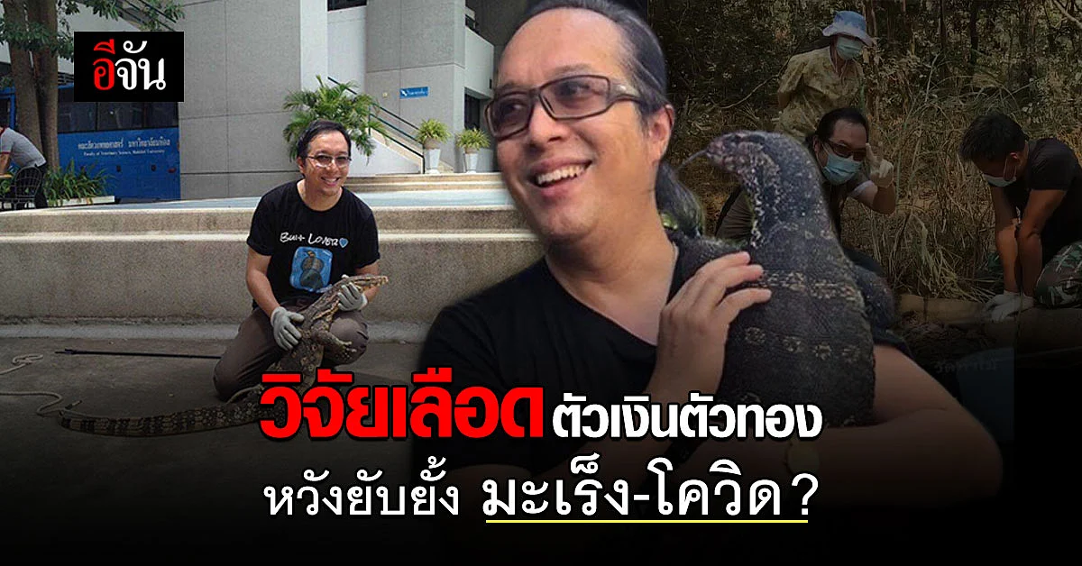ความหวังใหม่ มหิดล ทำวิจัย เลือดตัวเงินตัวทอง หวังยับยั้ง มะเร็ง-โควิด?